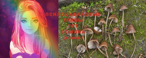 индика Абаза